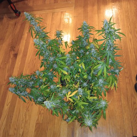 Purple queen 1 growlog timeline photo
