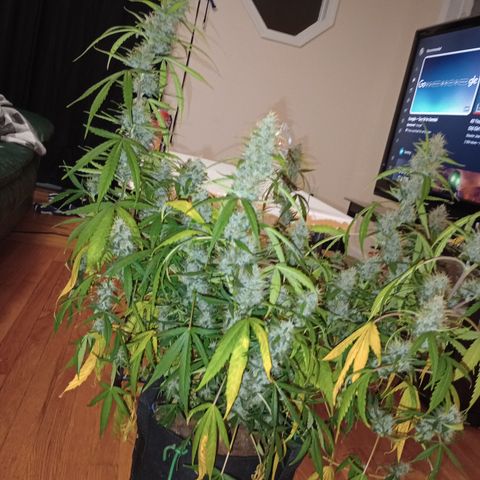 Purple queen 1 growlog timeline photo