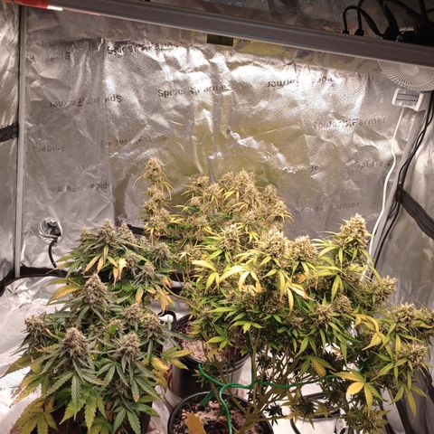 Tangie Auto growlog timeline photo