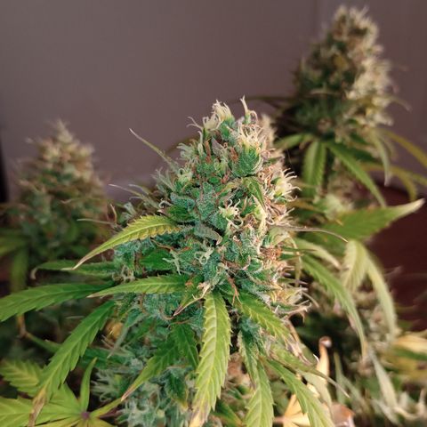 Tangie Auto growlog timeline photo