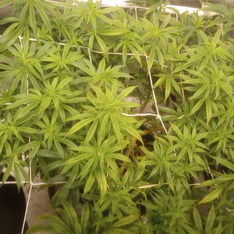 Bahama Berry growlog timeline photo