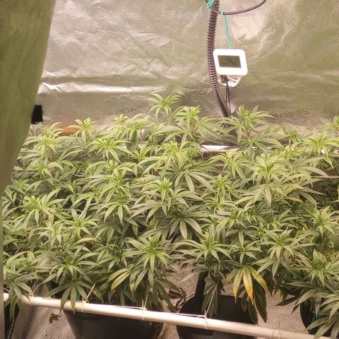 Bahama Berry growlog timeline photo
