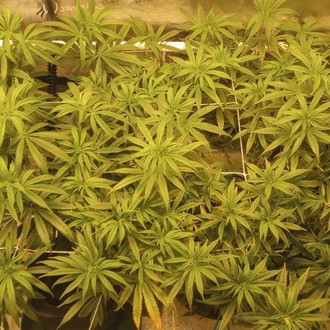 Bahama Berry growlog timeline photo