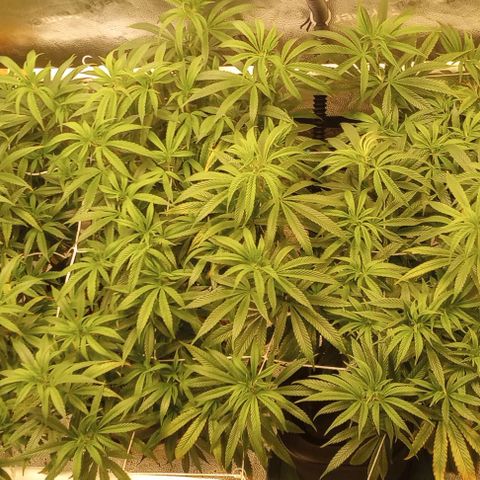 Bahama Berry growlog timeline photo