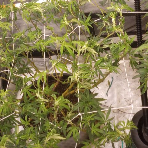 Bahama Berry growlog timeline photo
