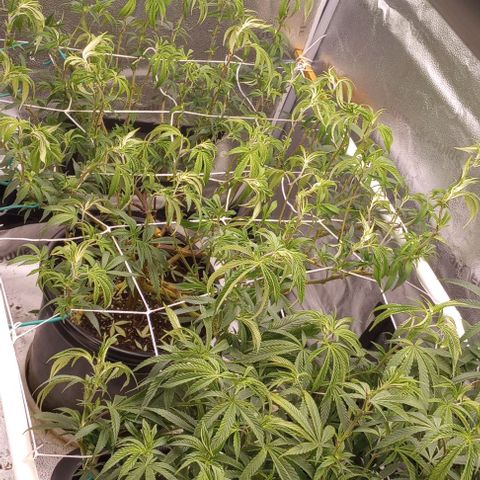 Bahama Berry growlog timeline photo