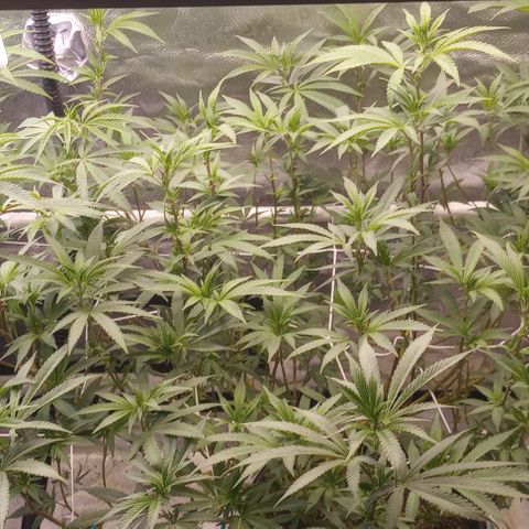 Bahama Berry growlog timeline photo