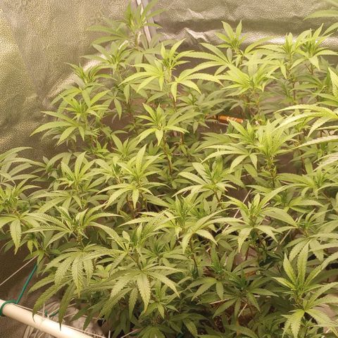 Bahama Berry growlog timeline photo