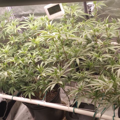 Bahama Berry growlog timeline photo