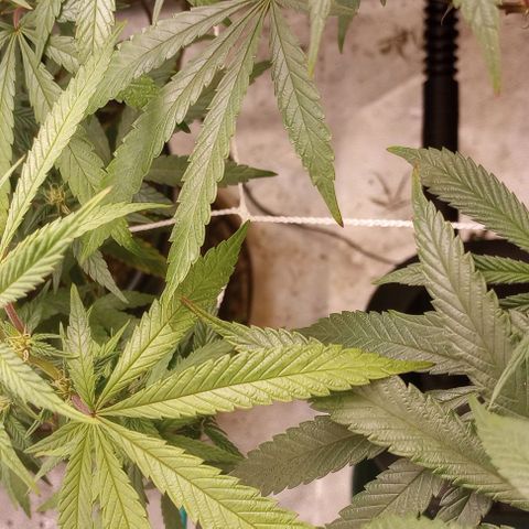 Bahama Berry growlog timeline photo