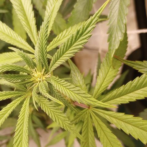 Bahama Berry growlog timeline photo