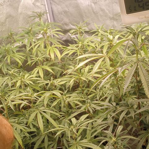 Bahama Berry growlog timeline photo