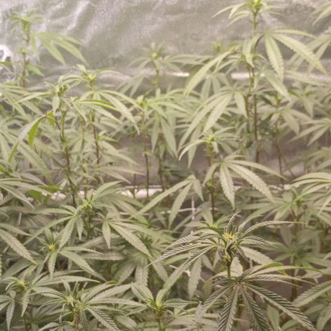 Bahama Berry growlog timeline photo