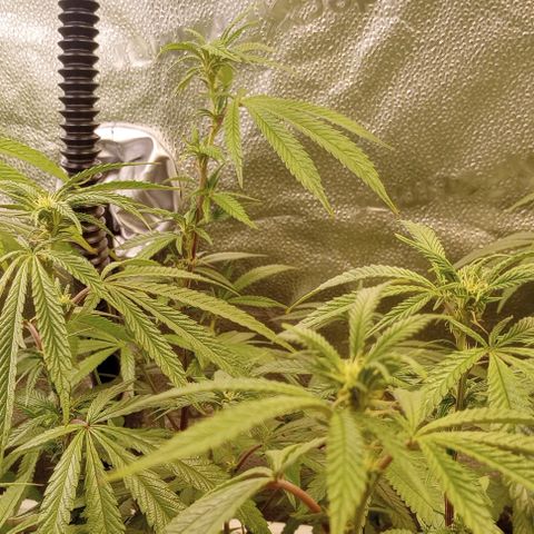Bahama Berry growlog timeline photo