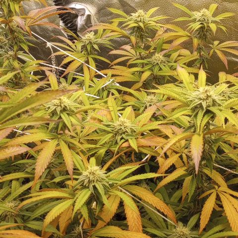 Bahama Berry growlog timeline photo