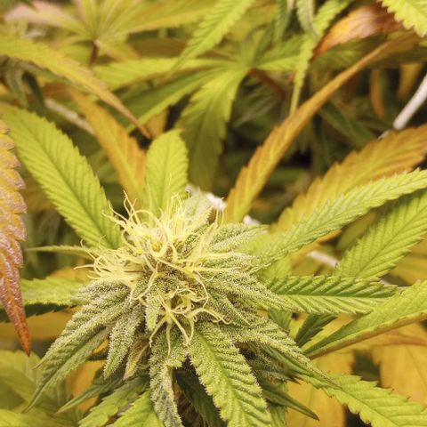 Bahama Berry growlog timeline photo