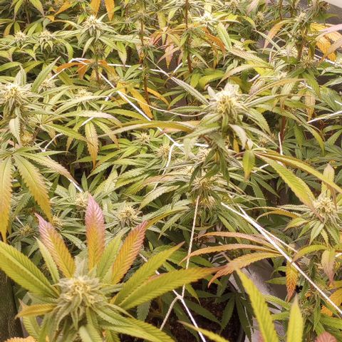 Bahama Berry growlog timeline photo
