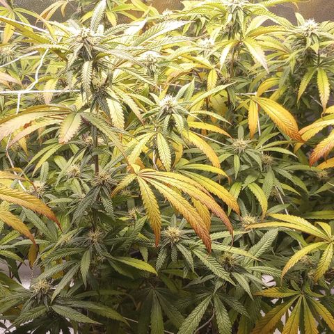 Bahama Berry growlog timeline photo