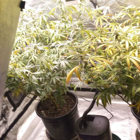Bahama Berry growlog timeline photo