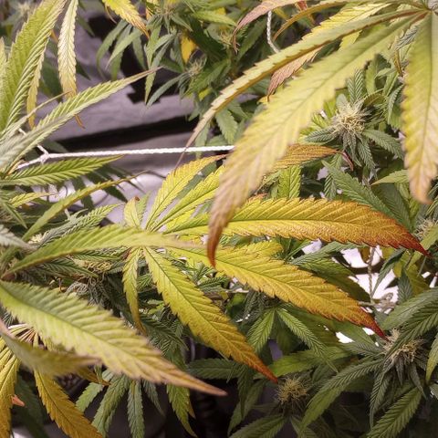 Bahama Berry growlog timeline photo