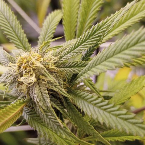 Bahama Berry growlog timeline photo