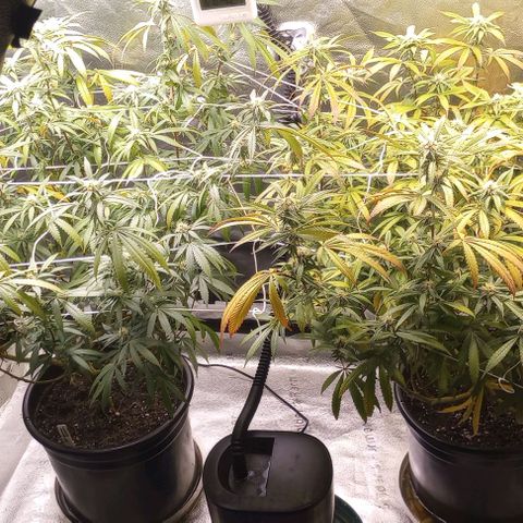 Bahama Berry growlog timeline photo