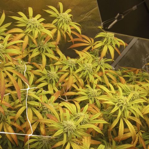 Bahama Berry growlog timeline photo