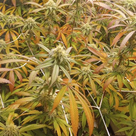 Bahama Berry growlog timeline photo