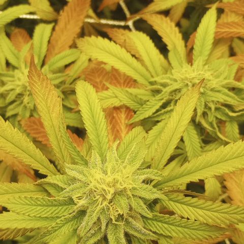 Bahama Berry growlog timeline photo