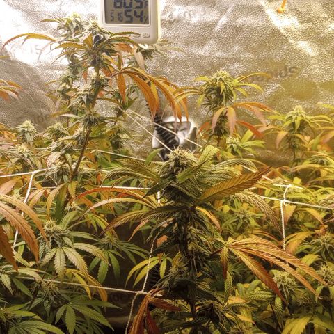 Bahama Berry growlog timeline photo