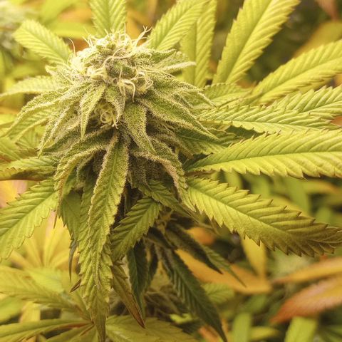 Bahama Berry growlog timeline photo
