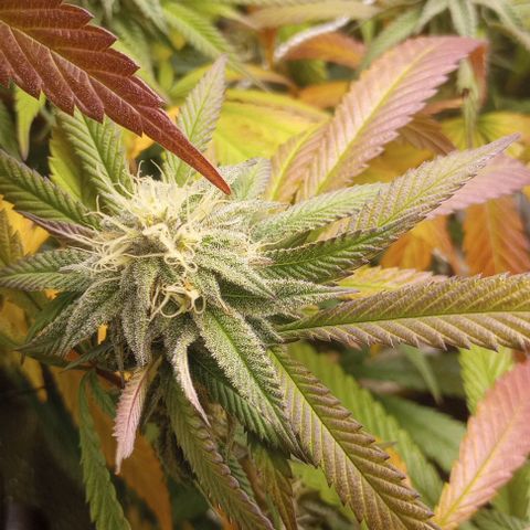 Bahama Berry growlog timeline photo