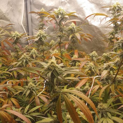 Bahama Berry growlog timeline photo