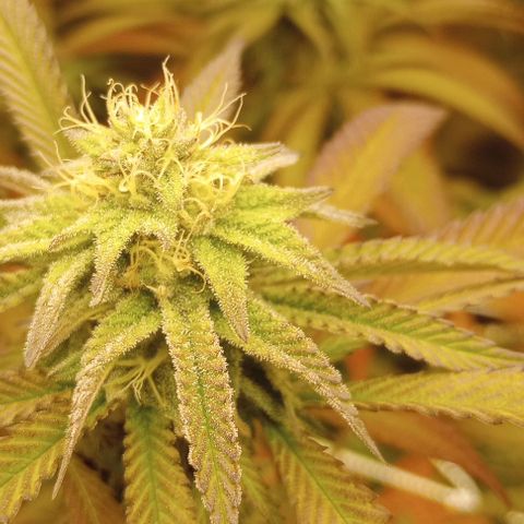 Bahama Berry growlog timeline photo
