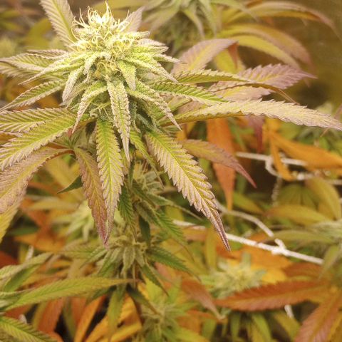 Bahama Berry growlog timeline photo