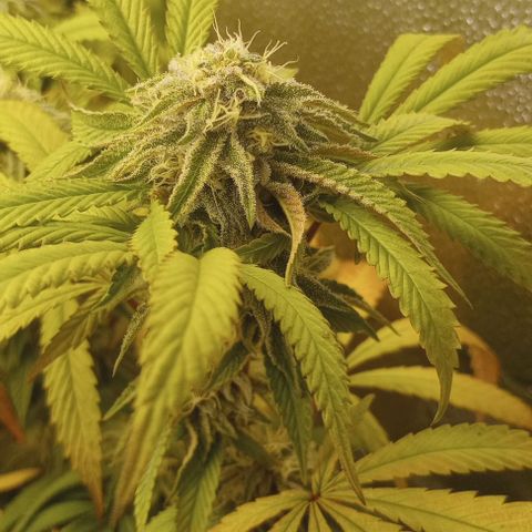 Bahama Berry growlog timeline photo
