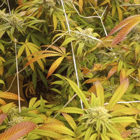 Bahama Berry growlog timeline photo