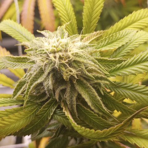 Bahama Berry growlog timeline photo