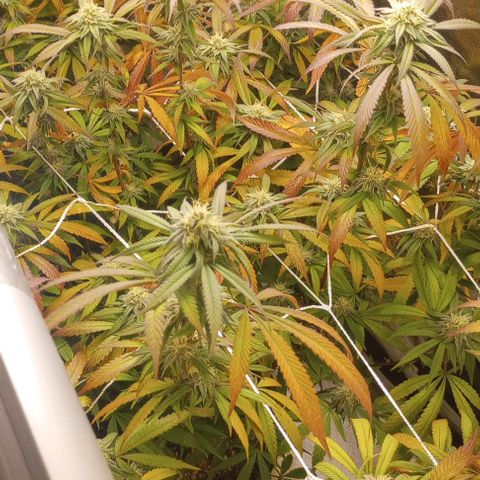 Bahama Berry growlog timeline photo