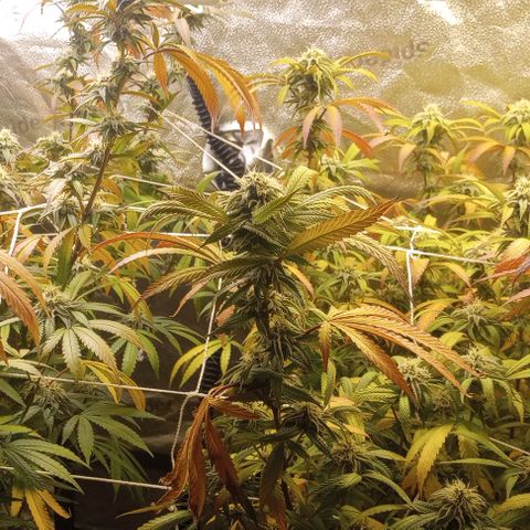 Bahama Berry growlog timeline photo