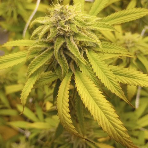 Bahama Berry growlog timeline photo