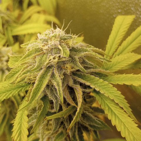 Bahama Berry growlog timeline photo