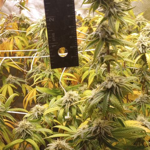 Bahama Berry growlog timeline photo