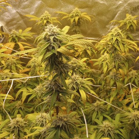 Bahama Berry growlog timeline photo
