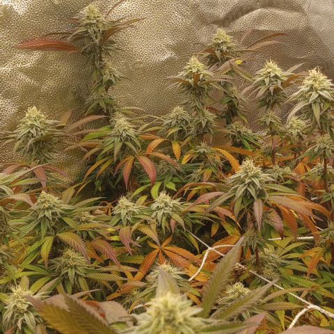 Bahama Berry growlog timeline photo