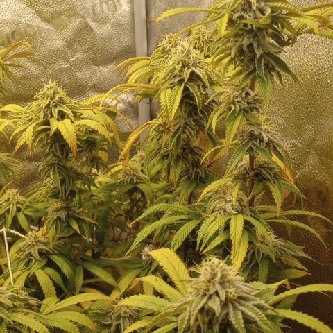 Bahama Berry growlog timeline photo