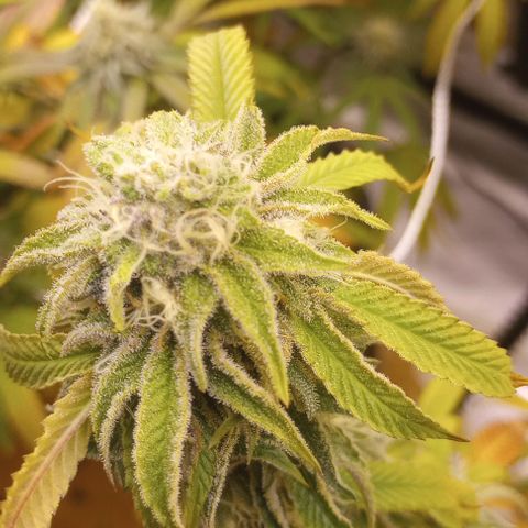 Bahama Berry growlog timeline photo