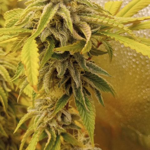 Bahama Berry growlog timeline photo