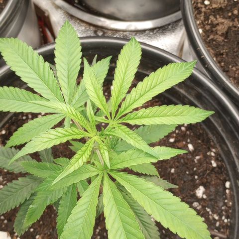 Bahama Berry growlog timeline photo