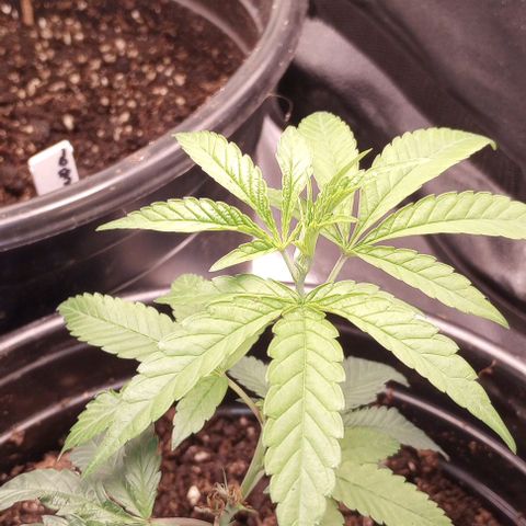 Bahama Berry growlog timeline photo